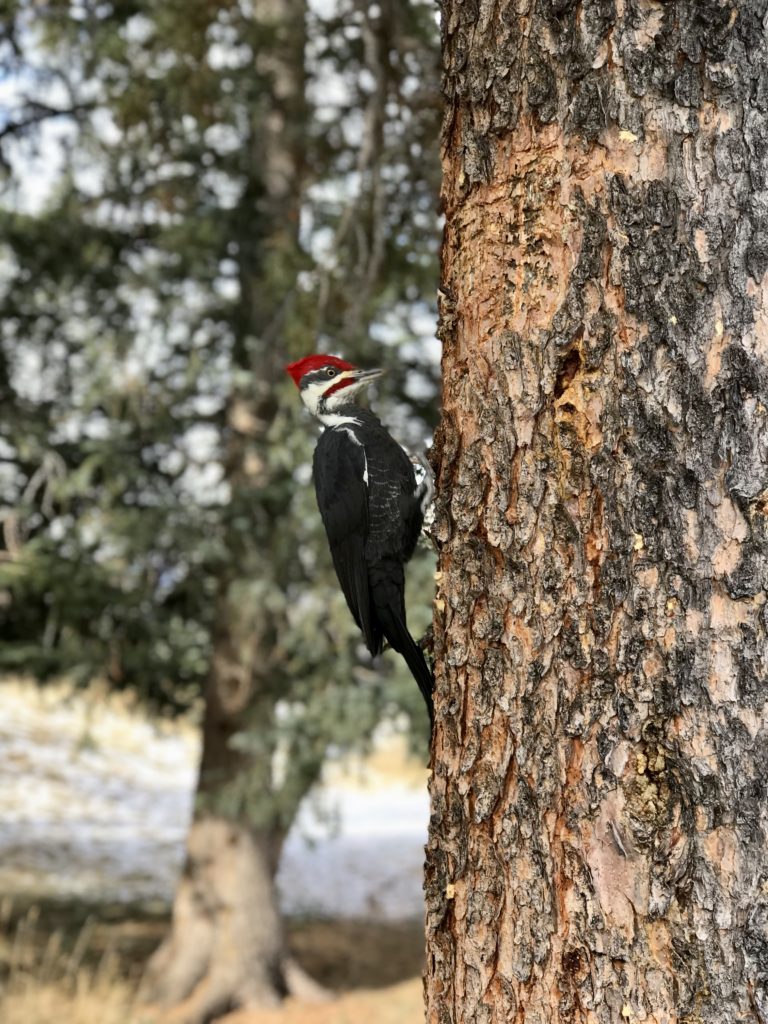 A rare woodpecker sighting while attending Christmas in November at Fairmont Jasper Park Lodge