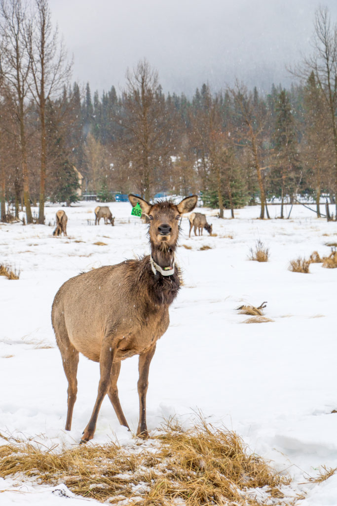 Elk in Banff during a horse drawn sleigh ride - Canmore family trip