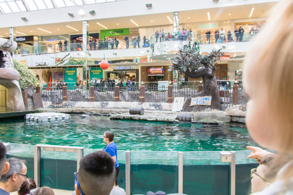 Sea Lion's Rock Show at WEM - West Edmonton Mall Marine Life - Indoor Family Activities in Edmonton