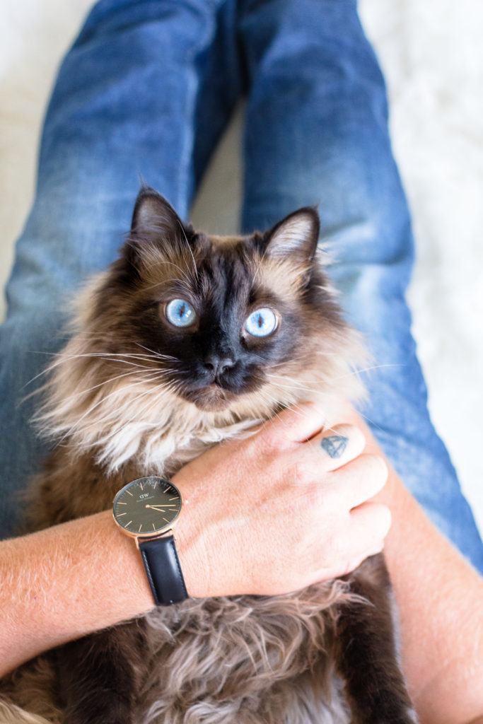 Cute ragdoll cat with blue eyes. Daniel Wellington watch - 45 Father’s Day gift ideas your Dad will LOVE - Father's Day gift ideas 2018
