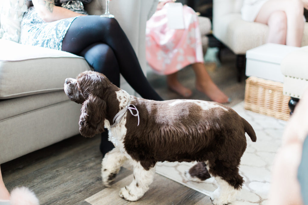 Dog dressed up for bridal shower • Floral Bridal Shower • Gossip Girl Bridal Shower