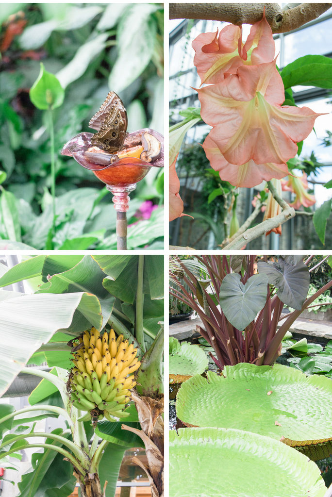 Calgary Zoo conservatory gardens is a lush tropical oasis - Best things to do in Calgary, Alberta, Canada