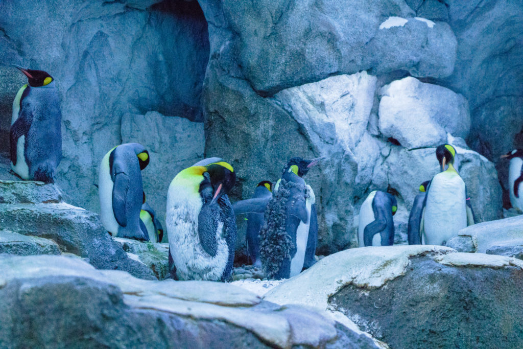 Penguin Plunge exhibit at the Calgary Zoo - Travel Tips for Calgary, Alberta 