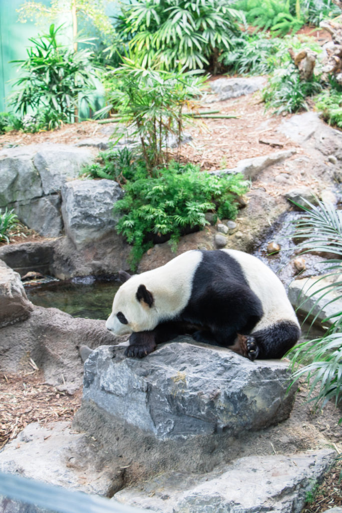Panda Passage exhibit featuring an adult giant panda at the Calgary Zoo - Travel Tips for Calgary, Alberta 