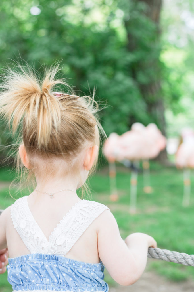 Flamingos at the Calgary Zoo - Family friendly activities in Calgary, Alberta, Canada