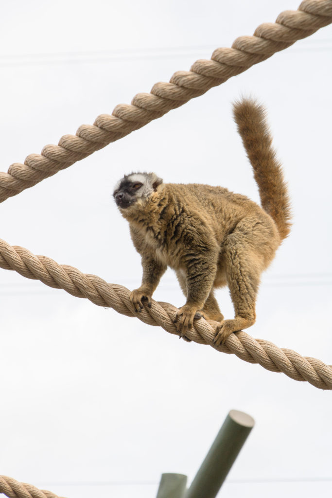 Lemur at the Calgary Zoo - Family friendly activities in Calgary, Alberta, Canada