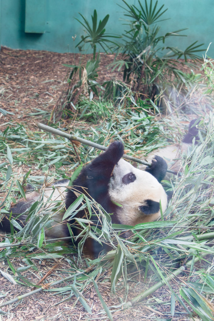 Mother panda, Er Shun, and one of the panda cubs chowing down on some bamboo at the Calgary Zoo's Panda Passage