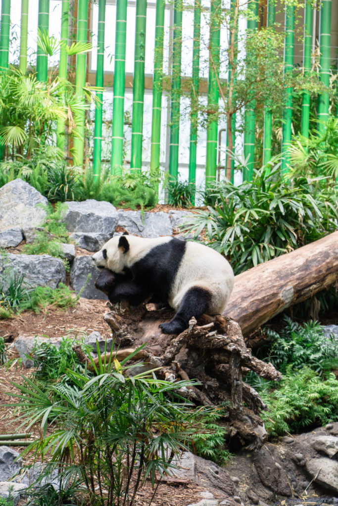 Male panda, Da Mao, playing on a tree trunk at the Calgary Zoo's Panda Passage exhibit