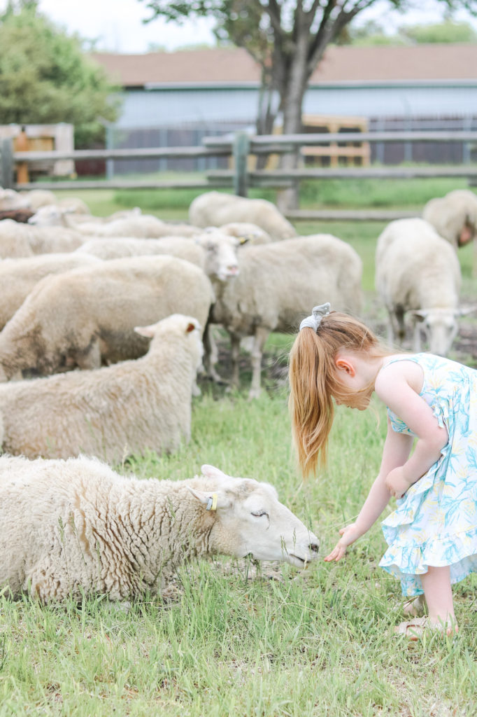 Preschooler feeding sheep in Fort Saskatchewan