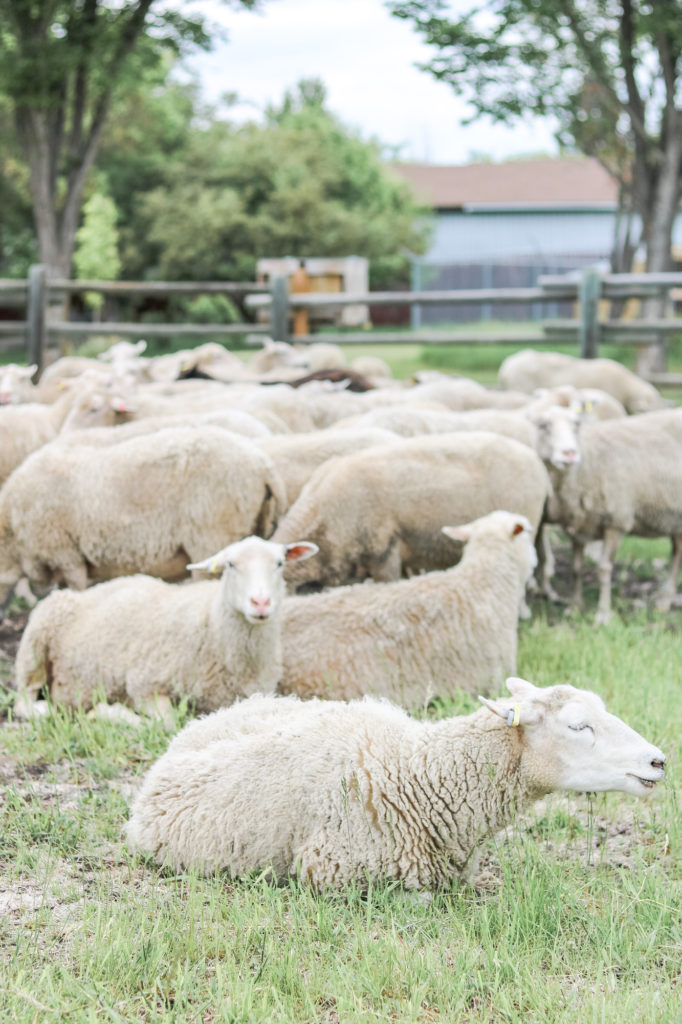 Fort Saskatchewan sheep herding program