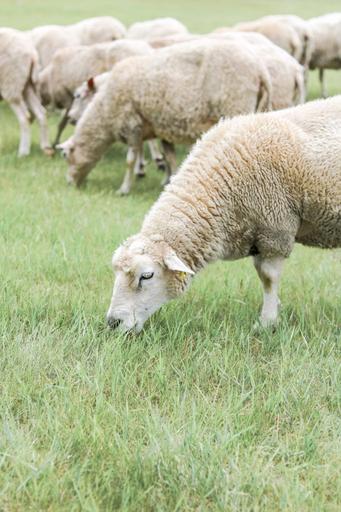 Fort Saskatchewan sheep lawn grazing program