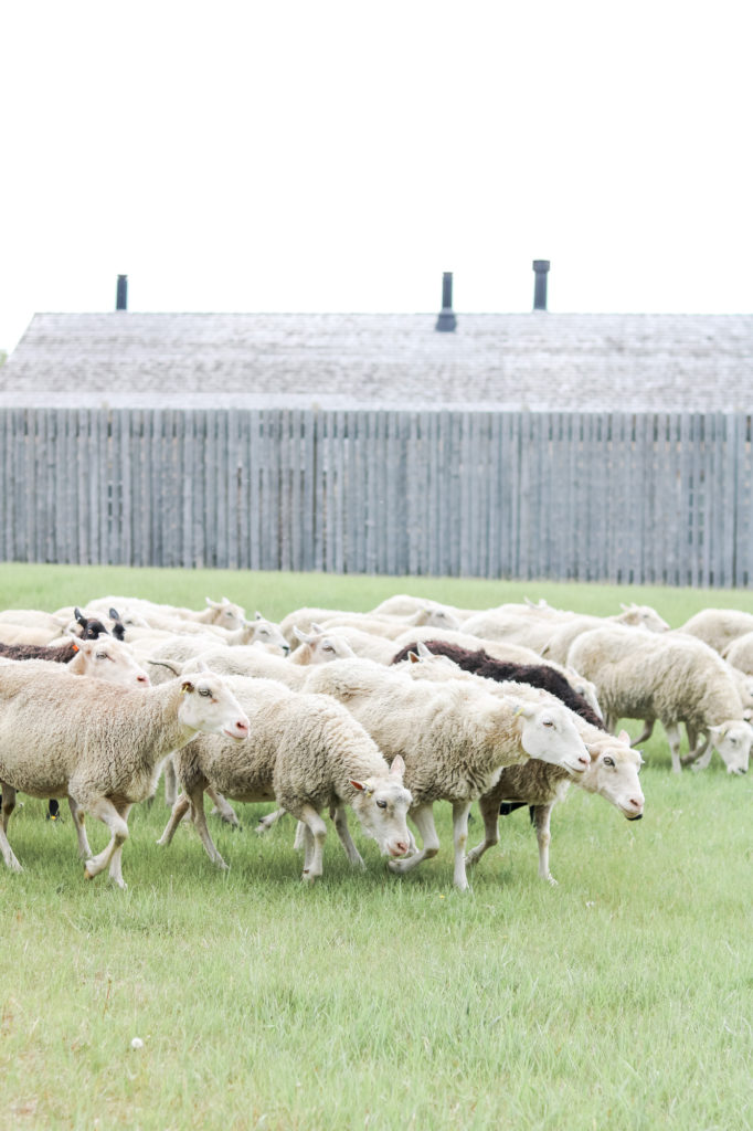 Fort Saskatchewan sheep - fun family activities