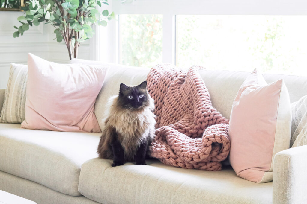 Ragdoll cat in living room with chunky knit blanket
