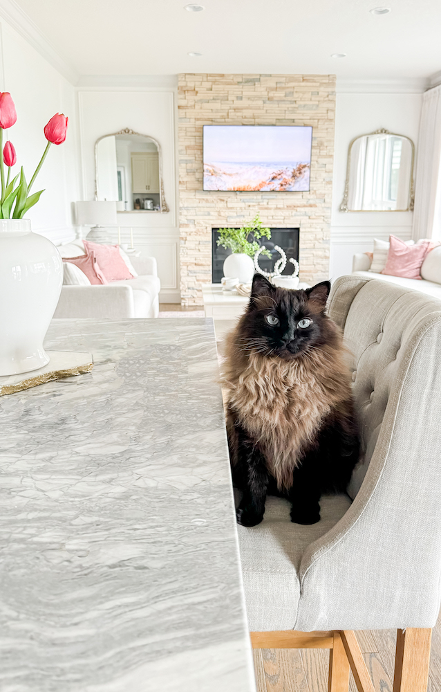 Cat in neutral kitchen - 20 Stylish Bar Stools Trending in 2025